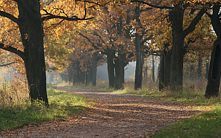 W Elblągu wycinają stare drzewa, by móc posadzić nowe. Trwa akcja odnawiania drzewostanu w Parku Planty W Elblągu wycinają stare drzewa, by móc posadzić nowe. Trwa akcja odnawiania drzewostanu w Parku Planty